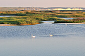 Hable D'Ault, Protected Nature Reserve, Cultural Heritage Of Picardy, Bay Of Somme, Somme (80), France