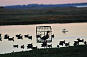 Decoy Duck In Its Cage By The Side Of A Hunting Pond, Bay Of Somme, Somme (80), France