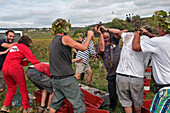 Grape Battle, Traditional Party On The Last Day Of The Hand Picking Of The Grapes, Burgundy White, Huber-Verdereau Vineyards, Volnay, Cote-D’Or (21), Burgundy, France