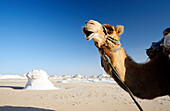 Egypt, camel in the desert