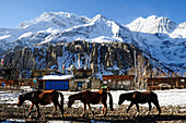 Nepal Annapurna ring 3 horses passing by at the bottom of the mountain range dominating the village of MANANG