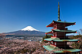 Japan, Cherry Blossoms, Pagoda at Arakura Sengen Shrine and Mount Fuji