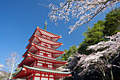 Japan, Cherry Blossoms, Pagoda at Arakura Sengen Shrine