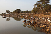 Western Africa, Mauritania, Sénégal river valley, Koundel marshland(Kaedi area)