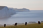 England,Sussex,Eastbourne,Beach and the Seven Sisters