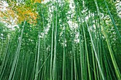 Japan,Kyoto,Arashiyama,The Bamboo Forest