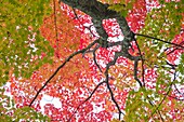 Japan,Miyajima Island,Omoto Park,Autumn Leaves