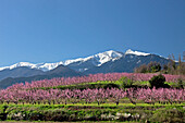 France, eastern Pyrenees  blooming peach trees in front of Mont Canigou