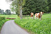 Rural landscape. A country road with fields either side. A herd of cows grazing in pasture. Two cows by a fence. Farming livestock.