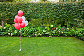 Red and white helium balloons tied in a bunch and waited down. Grass lawn in a garden. Decorations.