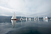 Segelregatta, Segelclub Oberstaad, nahe Wangen, HöriBodensee, Baden-Württemberg, Deutschland