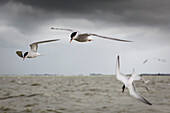 Terns flying above Lake IJssel, Holland, Netherlands, Europe