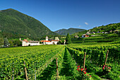 Weinstöcke mit Kloster Neustift im Hintergrund, Kloster Neustift, Brixen, Südtirol, Italien