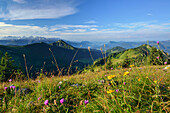 Blumenwiese mit Spitzstein, Kaisergebirge und Inntal im Hintergrund, Hochries, Chiemgauer Alpen, Oberbayern, Bayern, Deutschland