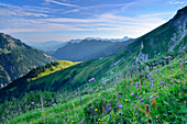 Blumenwiese über dem Stillachtal, Aufstieg zur Rappenseehütte, Allgäuer Alpen, Oberallgäu, Allgäu, Schwaben, Bayern, Deutschland