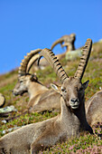 Close up of an Alpine Ibex, Capra ibex, Mont Blanc range, Chamonix, Savoy, France