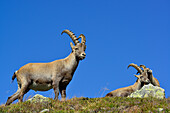 Alpine Ibex, Capra ibex, Mont Blanc range, Chamonix, Savoy, France