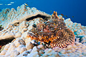 Baertiger Drachenkopf, Scorpaenopsis oxycephalus, Felidhu Atoll, Malediven