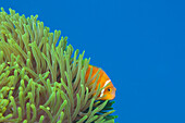 Malediven-Anemonenfisch, Amphiprion nigripes, Thaa Atoll, Malediven