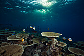 Riff mit Tischkorallen, Acropora sp., Felidhu Atoll, Malediven