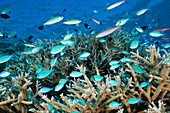 Schwarm Riffbarsche am Riff, Chromis atripectoralis, Thaa Atoll, Malediven