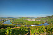 Moselle sinuosity at Trittenheim, Moselle, Rhineland-Palatine, Germany