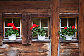 Blumen im Fenster im Berghaus am Oeschinensee, Berner Oberland, Kanton Bern, Schweiz