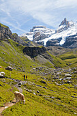A man and a woman hiking at Alp Oberbaergli, Cows in the foreground, Bluemlisalp mountains, Bernese Oberland, Canton of Bern, Switzerland