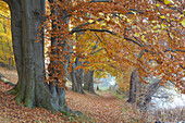 Herbstliche alte Buchen am Ufer des Schmalen Luzin, Naturpark Feldberger Seenlandschaft, Mecklenburg Vorpommern, Deutschland, Europa