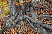 Wurzeln einer Buche im Herbst am Schmalen Luzin, Naturpark Feldberger Seenlandschaft, Mecklenburg Vorpommern, Deutschland, Europa