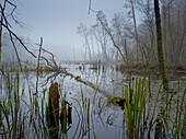 Lake Schweingartensee in the fog, Mueritz National Park, Mecklenburg Western Pomerania, Germany, Europe