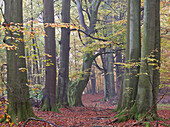 Beech forest at Serrahn, Unesco World Heritage, Mueritz National Park, Mecklenburg Western Pomerania, Germany, Europe