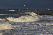 Seagulls above stormy sea, Baltic coast, Mecklenburg Western Pomerania, Germany, Europe