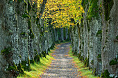 Parkway of lime trees, Starnberg, Upper Bavaria, Bavaria, Germany