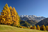 Sella range seen above larch trees in autumn colors, Val Gardena, Dolomites, UNESCO World Heritage Site Dolomites, South Tyrol, Italy
