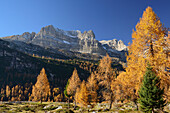 Northern Brenta range seen above larch trees in autumn colors, Brenta range, Dolomites, UNESCO World Heritage Site Dolomites, Trentino, Italy