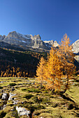 Northern Brenta range seen above larch trees in autumn colors, Brenta range, Dolomites, UNESCO World Heritage Site Dolomites, Trentino, Italy