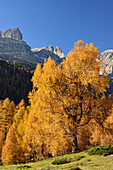 Northern Brenta range seen above larch trees in autumn colors, Brenta range, Dolomites, UNESCO World Heritage Site Dolomites, Trentino, Italy