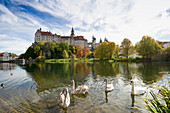 See mit Schwänen vor Schloss Sigmaringen, Sigmaringen, Schwäbische Alb, Baden-Württemberg, Deutschland, Europa