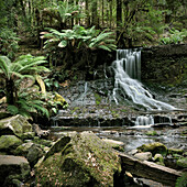 Waterfall and fern trees at Mount Field National Park, Tasmania, Australia