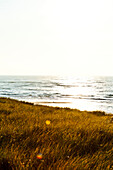 Dunes at the Ellenbogen peninsula, Sylt, Schleswig-Holstein, Germany