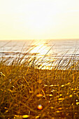 Dunes at the Ellenbogen peninsula, Sylt, Schleswig-Holstein, Germany