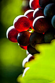 Weintrauben am Gardasee, Provinz Verona, Norditalien, Italien