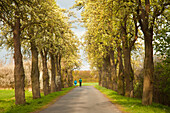 Jogger in einer Birnenallee, Münsterland, Nordrhein-Westfalen, Deutschland, Europa