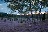 Birke und blühendes Heidekraut, Lüneburger Heide, Niedersachsen, Deutschland, Europa