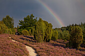 Rainbow over heather, Lueneburg Heath, Lower Saxony, Germany, Europe