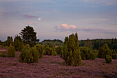 Juniper and heather at moonlight, Lueneburger Heide, Lower Saxony, Germany