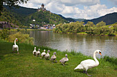 Schwäne mit Jungvögeln am Moselufer, Reichsburg bei Cochem, Mosel, Rheinland-Pfalz, Deutschland