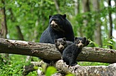 Spectacled Bear, tremarctos ornatus, Mother with Cub