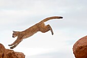 USA, Arizona, Monument Valley Tribal Park, Cougar or Mountain Lion  Puma concolor